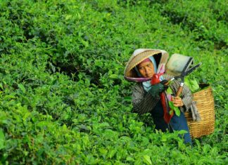 Les secrets des plantations de café en Éthiopie : Terroir et traditions les-secrets-des-plantations-de-cafe-en-ethiopie-terroir-et-traditions