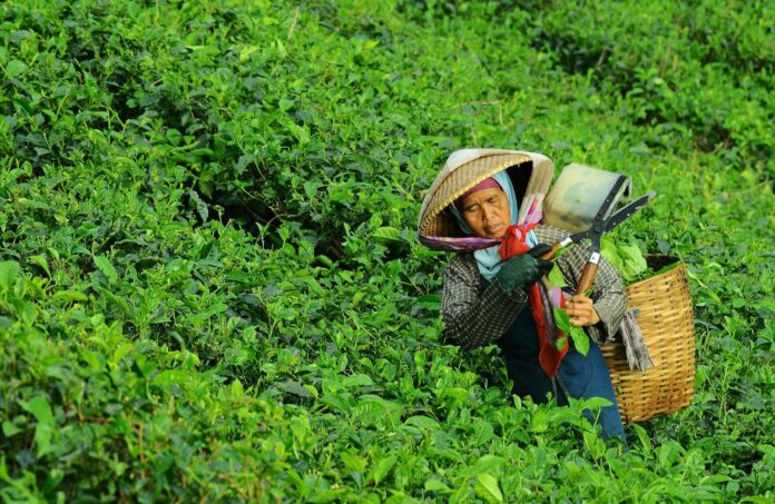 les-secrets-des-plantations-de-cafe-en-ethiopie-terroir-et-traditions