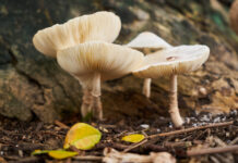Champignons adaptogènes : des super-aliments naturels de plus en plus appréciés champignons-adaptogenes-des-super-aliments-naturels-de-plus-en-plus-apprecies