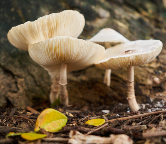 Champignons adaptogènes : des super-aliments naturels de plus en plus appréciés champignons-adaptogenes-des-super-aliments-naturels-de-plus-en-plus-apprecies
