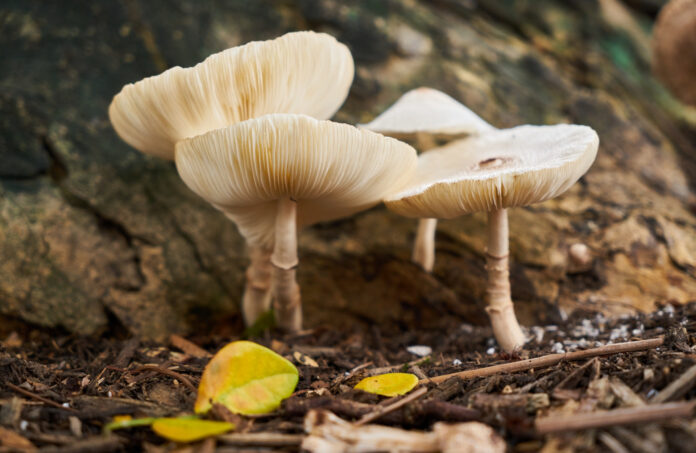 champignons-adaptogenes-des-super-aliments-naturels-de-plus-en-plus-apprecies champignons-adaptogenes-des-super-aliments-naturels-de-plus-en-plus-apprecies